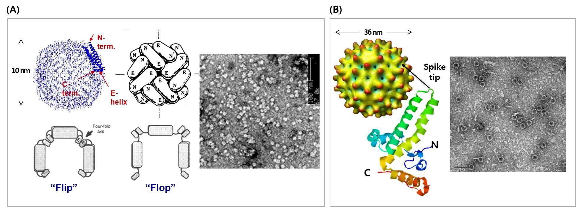 인간 훼리틴 나노입자(A) 및 hepatitis B virus core antigen 나노입자(B)의 3차원 구조 및 본 연구팀의 단백질 나노입자 발현 시스템을 통해 생산·정제된 각 단백질 나노입자의 TEM 이미지