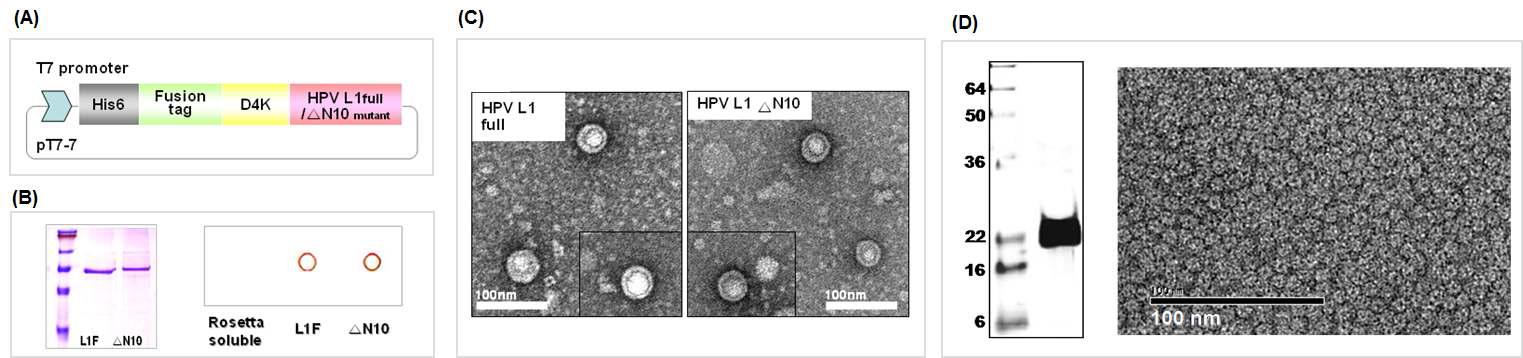 (A)융합파트너를 이용한 HPV16 L1 발현시스템 개발. (B) 정제된 HPV16 L1 및 mutant의 SDS-PAGE 결과 및 Dot Blot 분석 결과. (C) 수용성으로 발현된 HPV16 L1 단백질 나노입자의 TEM image. (D) 정제된 L. inocua ferritin 단백질 나노입자 및 TEM Image