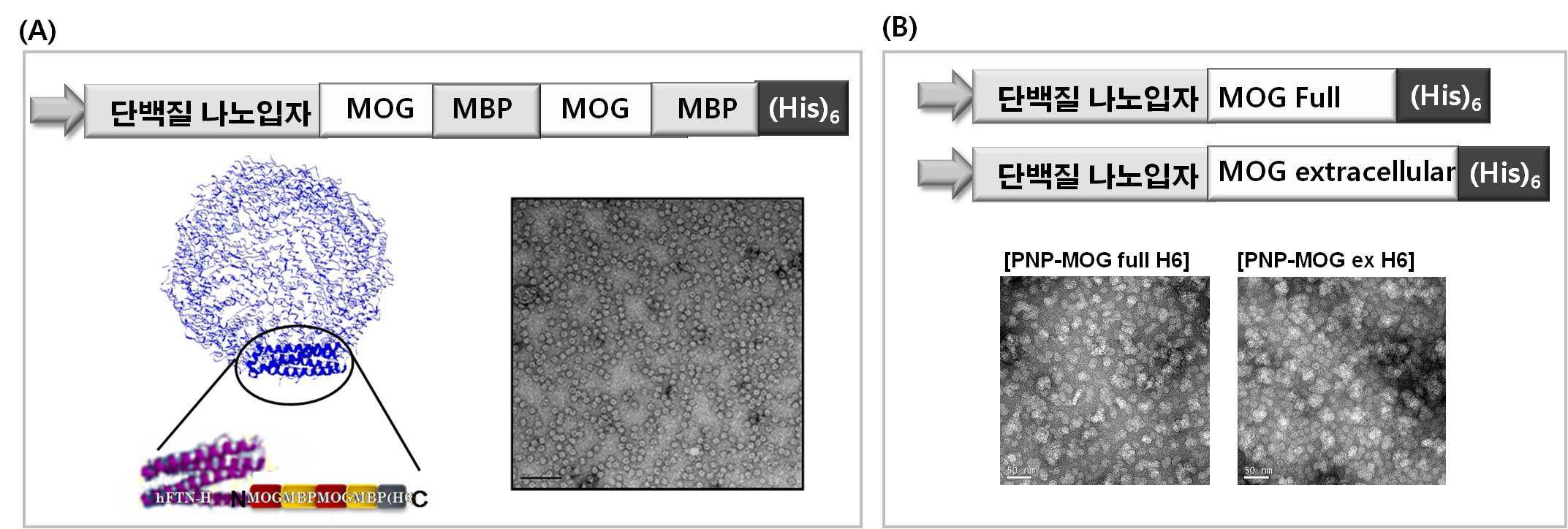 다발성 경화증 진단을 위한 MOG 표출 단백질 나노입자의발현 벡터 및 TEM 사진 (A) MOG, MBP 펩타이드 동시 표출 단백지리 나노입자 발현 벡터 및 TEM 사진, (B) MOG 단백질 전체 도메인과 , extracelluar 도메인을 융합 발현한 단백질 나노입자 프로브 발현 벡터 및 TEM 사진.