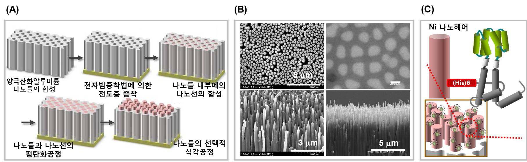 (A) Ni nanohair 제작 과정 모식도 (B) 제작된 Ni nanohair의 SEM 이미지, (C) Ni nano hair를 이용한 단백질 나노입자 프로브의 고정 모식도