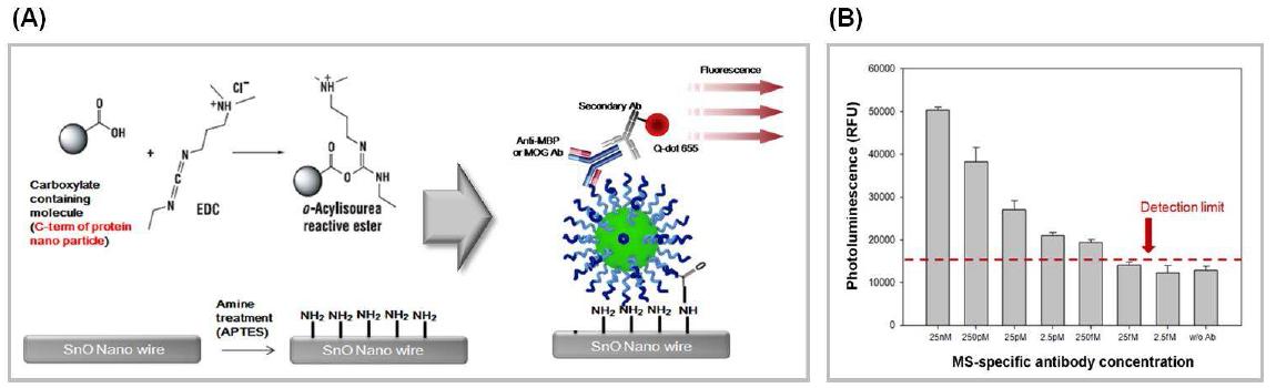 (A) MOG 및 MBP 팹타이드 표출 단백질 나노입자 프로브를 SnO nanowire에 고정한 다발성 경화증 진단 시스템 구축 및 (B) 이에 상용 표준 1차 항체를 적용한 민감도 측정 실험,