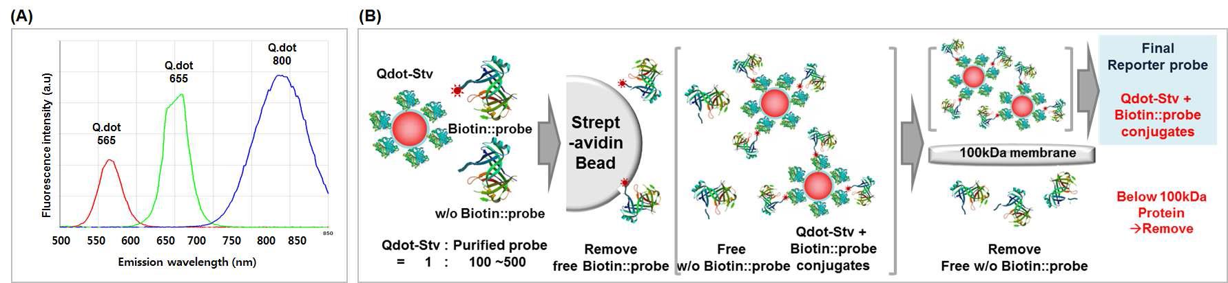 (A)동시 다중 검출시스템에 적용하기 위해 선정된 quantum dot들의 특정 emission 파장에서 나타내는 형광 측정 결과. (B) Qdot-Streptavidin+Biotin::probe 제작 및 정제 과정을 나타낸 모식도