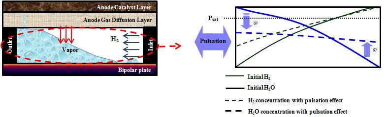 Concentration profile of the hydrogen and the water vapor when the pulsation is applied