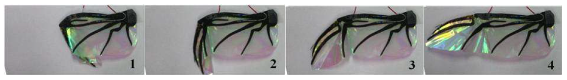 SMA 작동기를 적용한 장수풍뎅이 뒷날개 펼침 모사