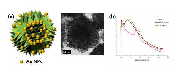 성게모양의 망간산화물 위에 금 나노입자를 성장시킨 a) 투과전자 현미경 사진, b) UV-Vis 흡광도