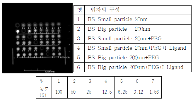 여러 종류의 BNP에 PEG 합성 결합 결과 비교