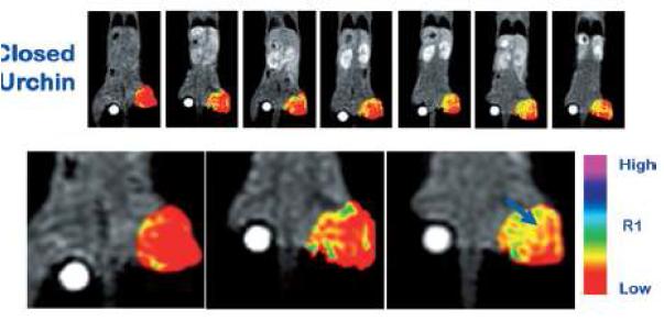 in vivo imaging 하여 암세포에 특이적 조영 강조 효과를 나타냄을 확인.