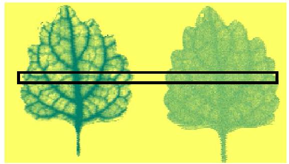 물을 주기 이전 (b) 물을 준 이후(Ref. Hu et al., Optics Letters 20, 1716 (1995) )