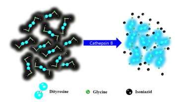 Cysteine proteases 에 속하는 cathepsin B 특이 활성 측정물질의 개발의 모식도