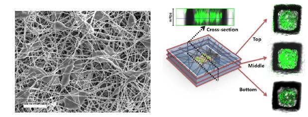 마이크로패턴화된 나노섬유 내부에 존재하는 세포의 3차원 배양