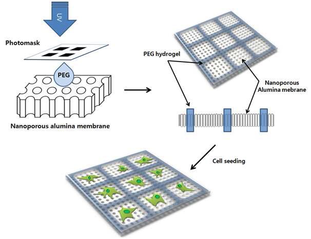 200 nm의 기공을 같은 알루미나 멤브레인을 하이드로젤로 패턴닝 한 후, 세포를 고정함.