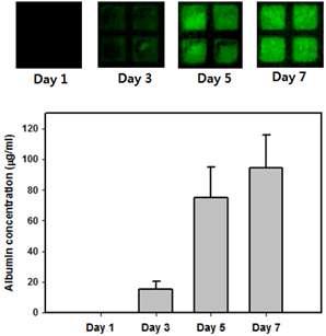 구축한 시스템을 이용해 간세포로부터 분비된 알부민 정량