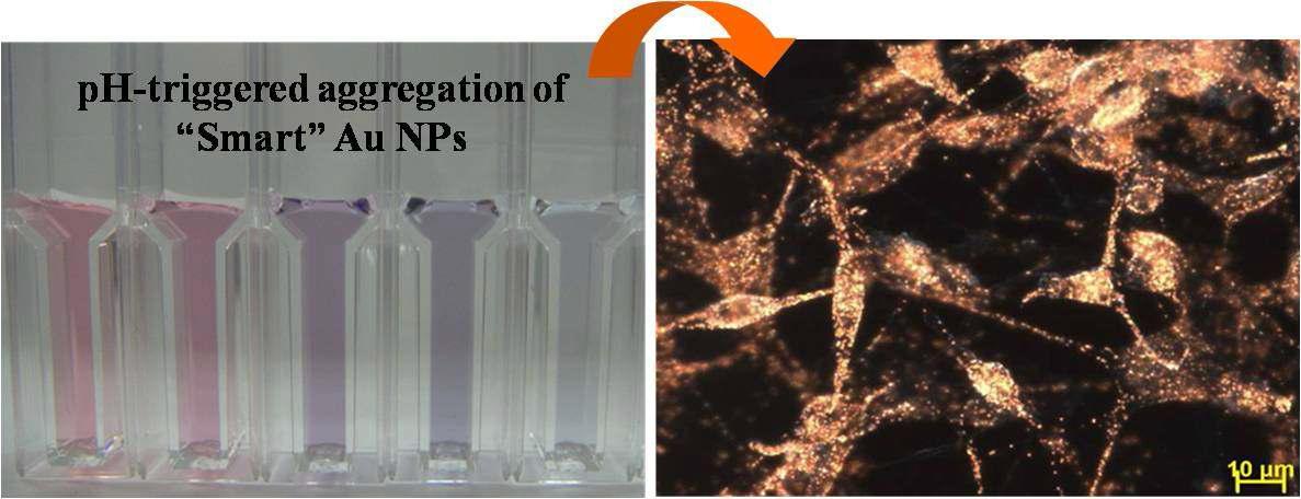 pH에 따라 전하가 바뀌는 유기 리간드로 표면 개질된 금나노 입자가 산성환경에서 응집체를 형성함에 따른 색깔 변화 (좌) 및 암세포에 내입된 금 나노 입자의 암시야 현미경 사진 (우).