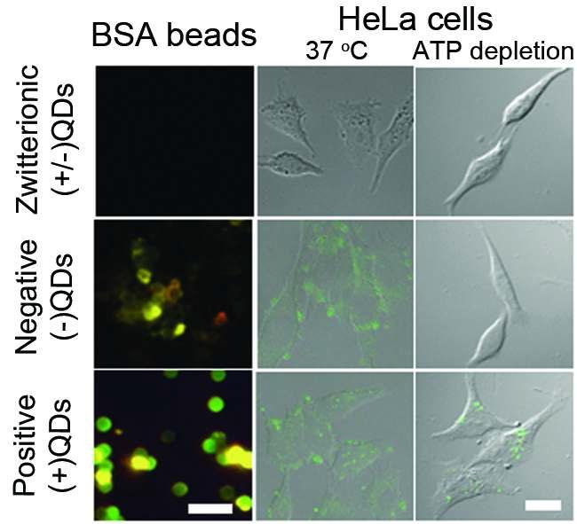 (첫째 줄) 양쪽성 이온 분자체로 표면 안정화 시킨 양자점과 (둘째 줄) 음전하를 띈 분자체로 표면 안정화 시킨 양자점, (셋째줄) 양전하를 띈 분자체로 표면 안정화 시킨 양자점의 (첫째 열) 폴리머 구슬 및 (둘째 및 셋째 열) 세포와의 비특이적 결합 정도를 확인한 형광 현미경 사진.