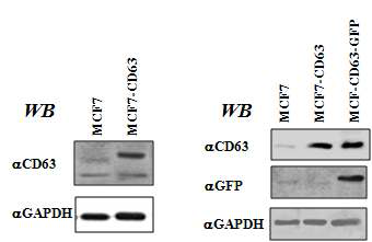 CD63과 GFP 과발현 세포주를 대상으로 western blot을 이용한 과발현 검토