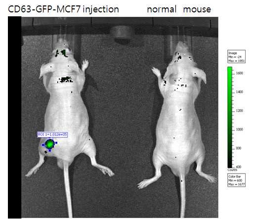 GFP-CD63-MCF7 세포주를 nude mice에 피하접종하여 종양동물모델 제작