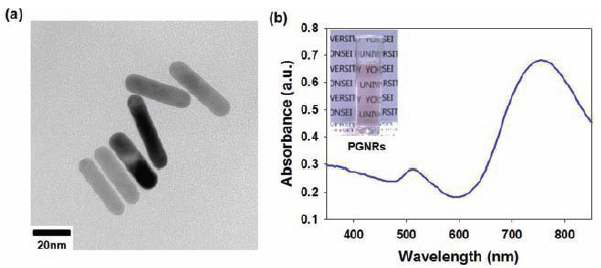 로드 형상을 가진 금 나노입자의 a) 투과전자 현 미경 사진, b) UV-Vis 흡광도