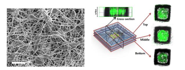 마이크로패턴화된 나노섬유 내부에 존재하는 세포의 3차원 배양