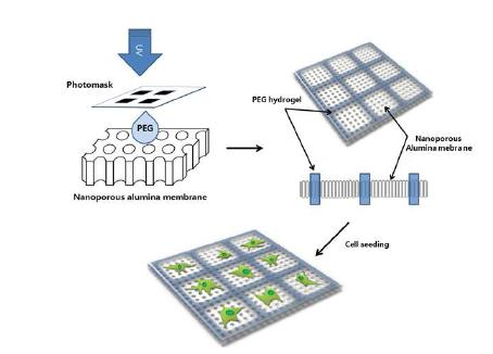 200 nm의 기공을 같은 알루미나 멤브레인을 하이드로젤로 패턴닝 한 후, 세포를 고정함.