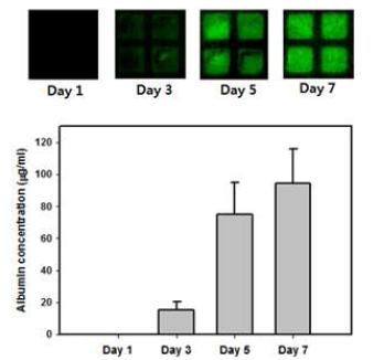 구축한 시스템을 이용해 간세포로부터 분비된 알부민 정량