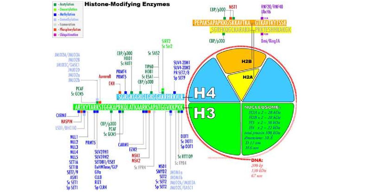 다양한 종류의 히스톤 변형과 그 관련 효소들