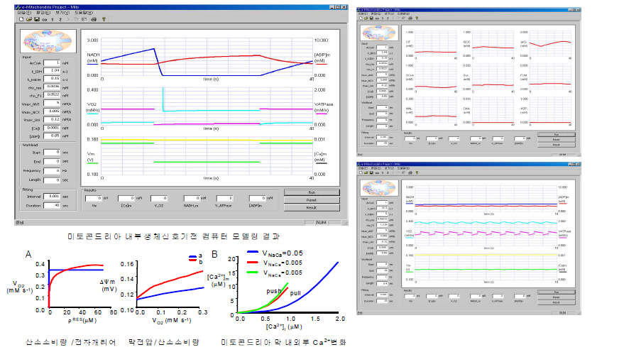 A: 전자캐리어 농도에 따른 미토콘드리아 산소소모량    와 막전압의 변화에 대한 컴퓨터 시뮬레이션 결과. B: 세포질 Ca2+농도 변화에 대한 미토콘드리아 내부 Ca2+ flux변화를 컴퓨터 모델링한 결과로서 이때 막전압 증가와 NADH증가가 이루어지는 사실로 미루어 실험치와 상당히 일치함을 확인하였음.