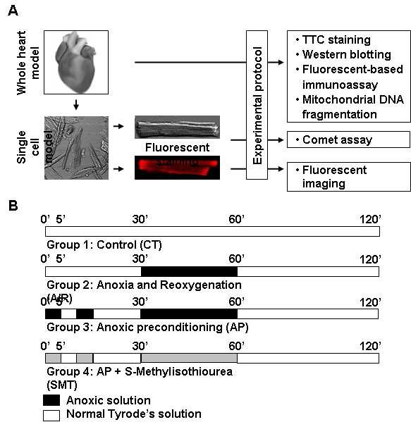 Experimental design for the whole-heart and single cardiomyocyte groups.