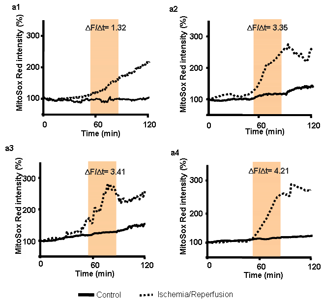 ROS (mitochondrial superoxide) production. Wild-type (a1), CAT-/- (a2), GPx1-/- (a3), and GPx1-/-CAT-/-(a4) groups.