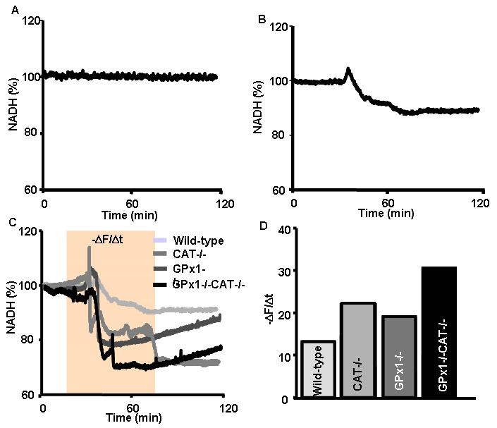 The effect of I/R on metabolic state (NADH). NADH productions were showed under control (A) and I/R (B) condition of wild-type, and under I/R condition of all mice groups (C). The decrease of NADH productions within the same period was presented (D).