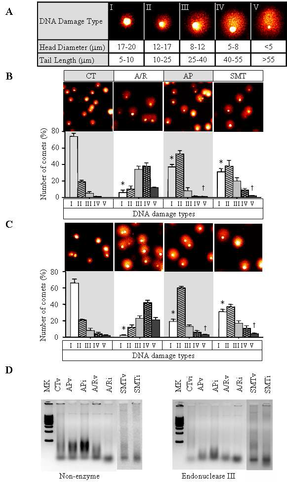 Oxidative stress-induced DNA damage.