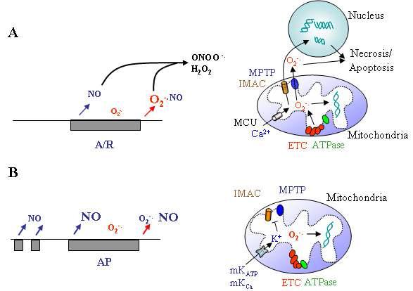 Possible mechanism by which O2-. and NO interact to protect the heart during AP. NO, nitric oxide; ONOO-, peroxynitrite; O2-., superoxide; H2O2, hydrogen peroxide; MPTP, mitochondrial permeable transition pore; IMAC, inner membrane anion channels; ETC, electron transport chain; mKATP, mitochondrial ATP-sensitive K+channels; mKCa, mitochondrial Ca2+-activated K+ channels; Ym, mitochondrial membrane potential MCU, mitochondrial Ca2+ uniporter.