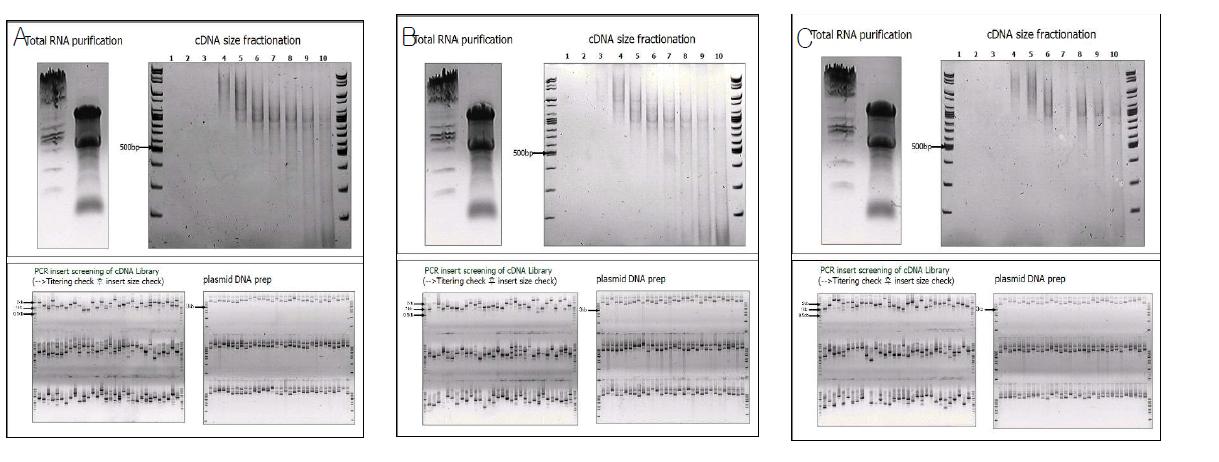 Control (A), IPC (B), IR (C) cDNA library 구축, cDNA 라이브러리 생성 및 cDNA 사이즈를 이용한 분획 (fractionation)