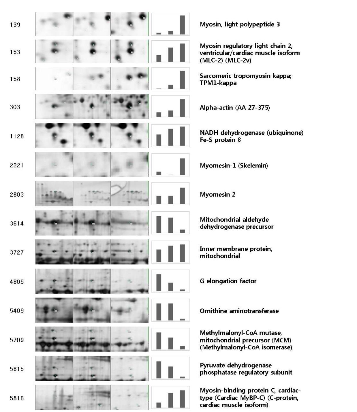2차원 전기영동을 통해 나타난 단백질의 발현 변화 패턴과 질량 분석을 통한 단백질의 동정 결과 (총 14개)