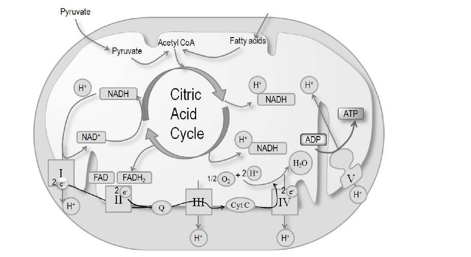 미토콘드리아의 TCA cycle과 전자전달계