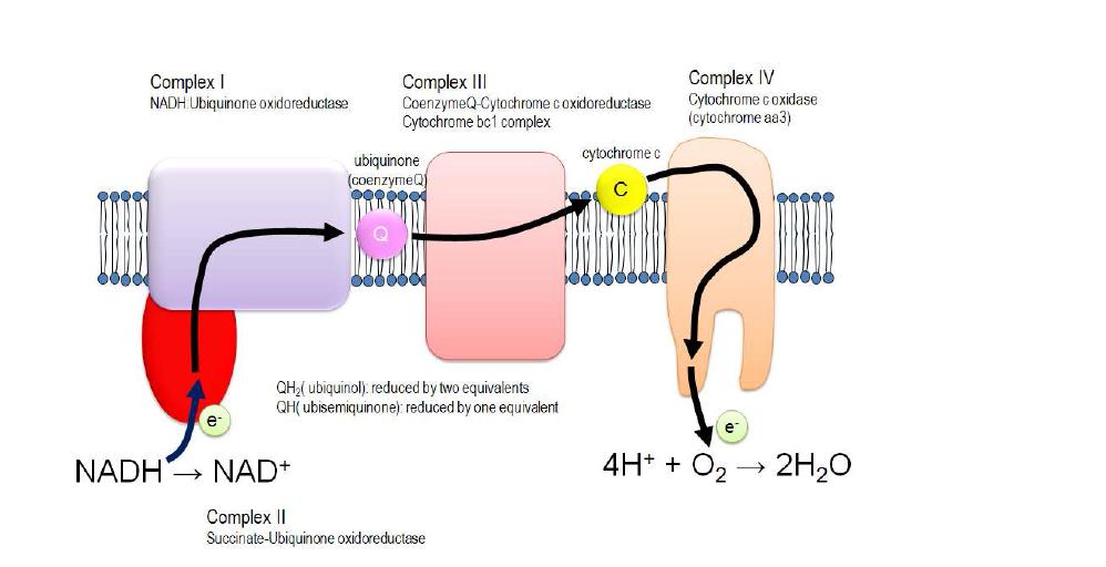 미토콘드리아 내막의 전자전달계