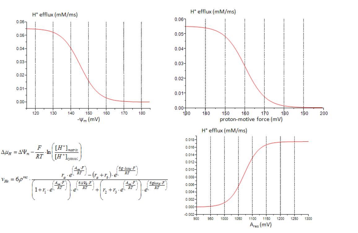 전자전달계를 통한 H+ efflux (mM/msec)의 특성