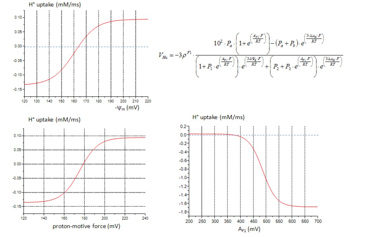 전자전달계를 통한 H+ uptake (mM/msec)의 특성