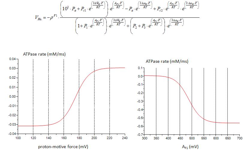 전자전달계를 통한 ATPase rate (mM/msec)의 특성