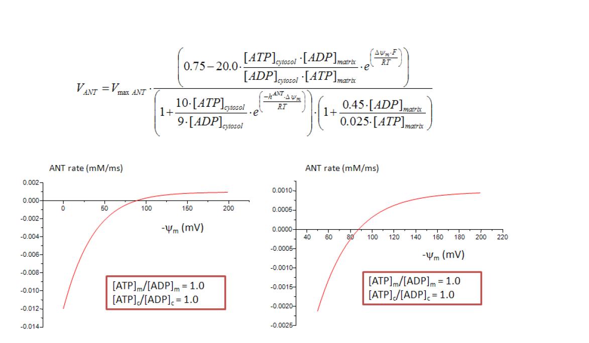 전자전달계를 통한 ANT rate (mM/msec)의 특성 I