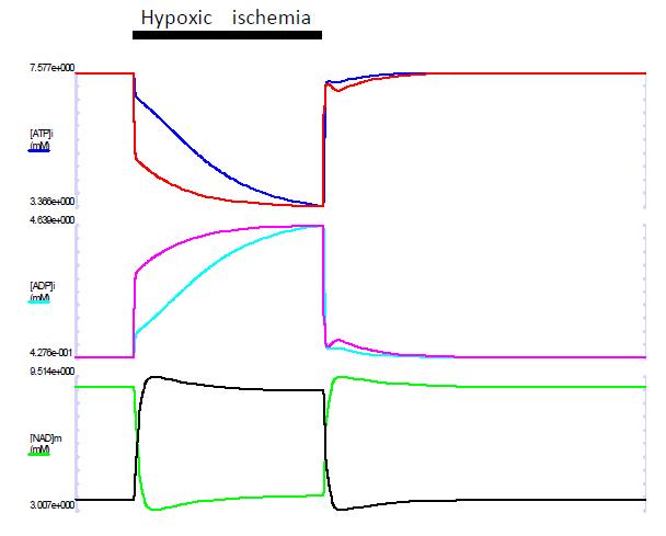 Hypoxic ischemia를 simulation하였을 때 세포내 nucleotide의 변화