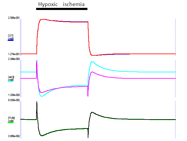 Hypoxic ischemia를 simulation하였을 때 세포내 기질의 변화