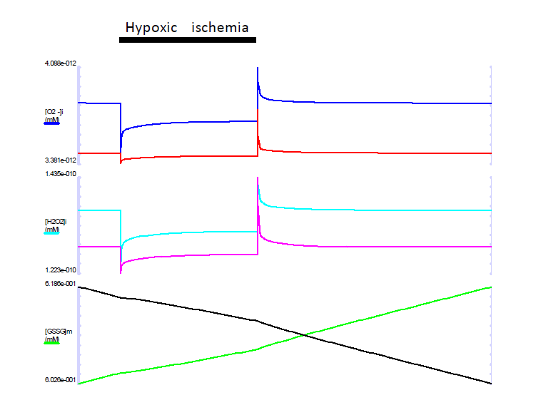 Hypoxic ischemia를 simulation하였을 때 세포질, 미토콘드리아 활성산소종의 변화