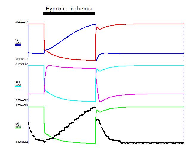 Hypoxic ischemia를 simulation하였을 때 세포내 potential의 변화