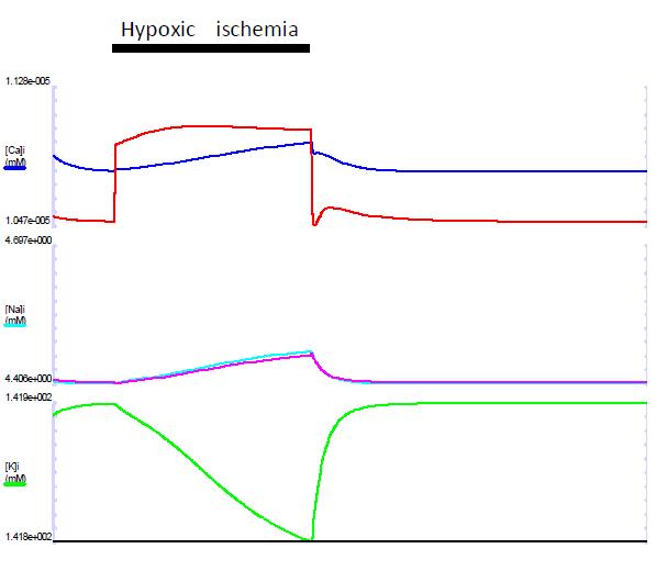 Hypoxic ischemia를 simulation하였을 때 세포질, 미토콘드리아 이온의 변화