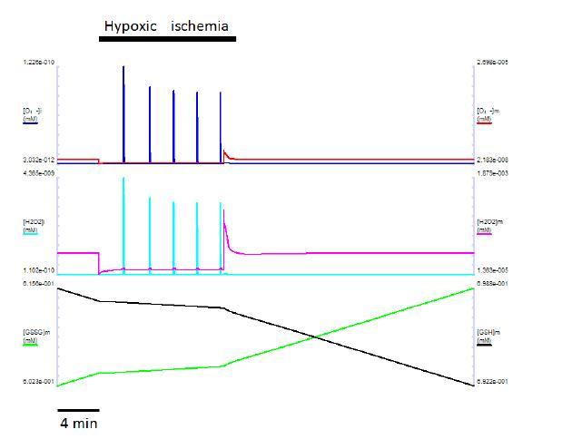 심한 정도의 hypoxic ischemia에 의한 활성산소종의 변화