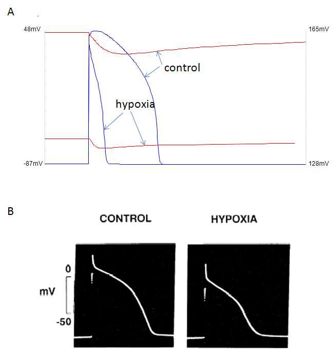 Hypoxia에 의한 활동전압의 변화. (A) 모델에 의한 결과(rabbit ventricular myocytes) (B) New Zealand white rabbit ventricular myocytes의 결과 (Weiss et al., 1991)