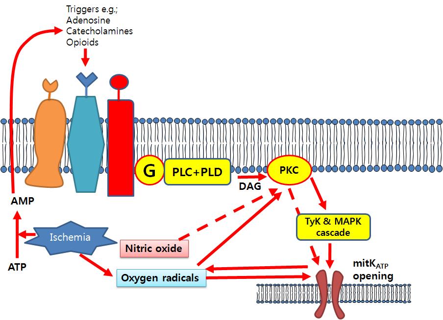 IPC 기전과 관련된 주요 경로들. G=G-protein, PLC and PLD = phospholipases C and D, DAG=diacylglycerol, PKC=protein kinase C, TyK = tyrosine kinases, MAPK = mitogen-activated protein kinase