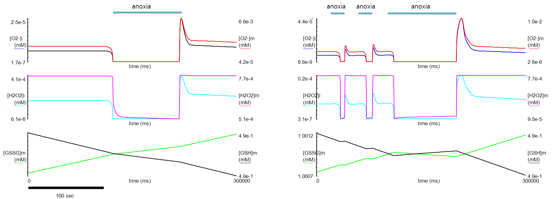 Ischemia-rperfusion과 ischemic preconditioning 조건에서 reactive oxygen species의 양 비교