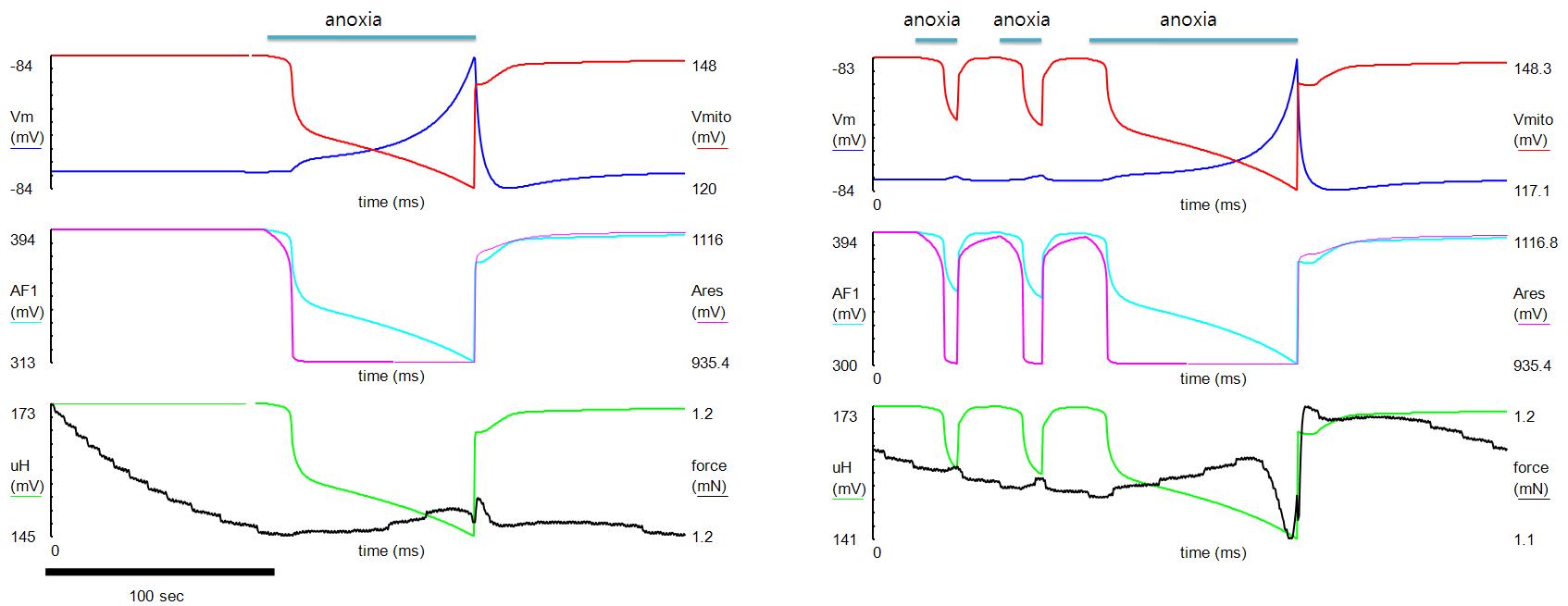 Ischemia-Reperfusion과 ischemic preconditioning 조건에서 mitochondria potential, phosphorylation potential, redox potential, protonmotive force의 비교