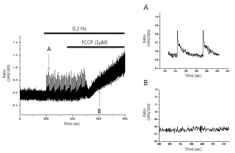 미토콘드리아의 protonophore인 FCCP에 의한 세포내 Ca2+ transients의 변화. FCCP에 의해 Ca2+ transients가 사라짐.